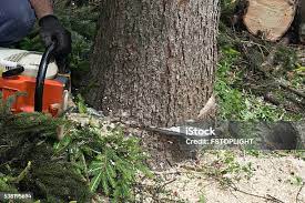 Best Tree Preservation Services  in Whitesboro, TX