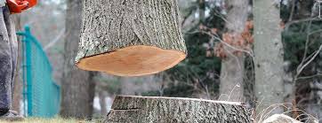 Best Storm Damage Tree Cleanup  in Whitesboro, TX