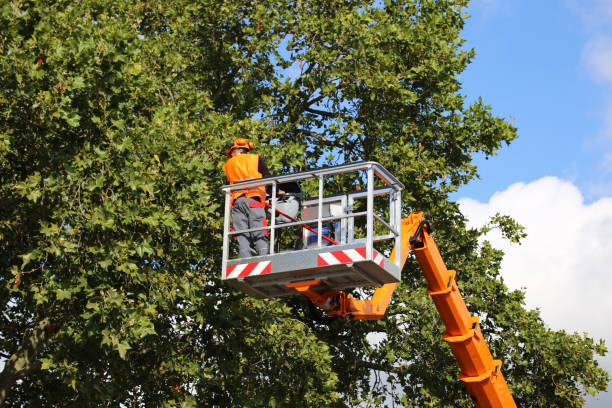 Best Firewood Processing and Delivery  in Whitesboro, TX
