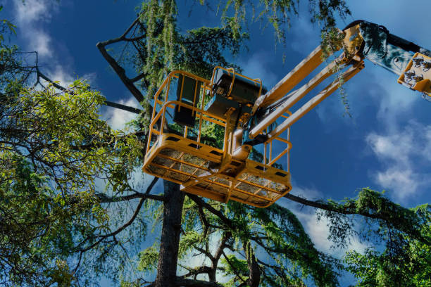 Best Tree Disease Treatment  in Whitesboro, TX