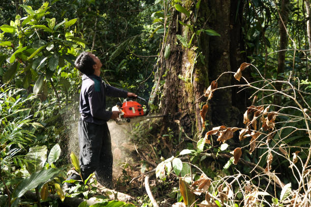 Best Root Management and Removal  in Whitesboro, TX