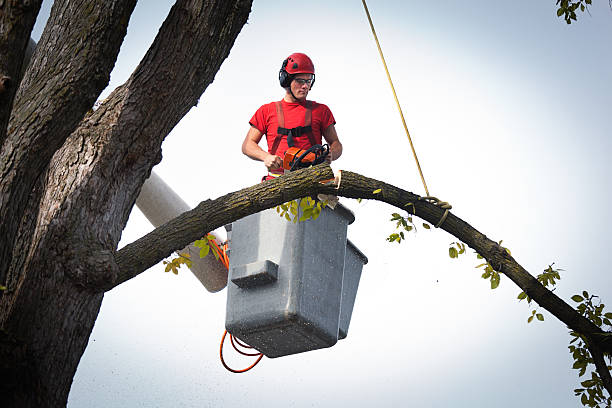 Best Fruit Tree Pruning  in Whitesboro, TX